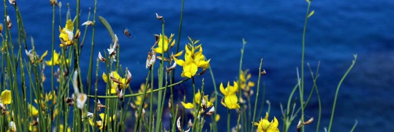 News from ANEMA hotel in Samos island, Flora of Samos island in Greece